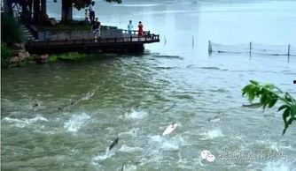 山鸡鱼群爆料视频,揭秘水下生态奇观 第2张 山鸡鱼群爆料视频,揭秘水下生态奇观 第2张