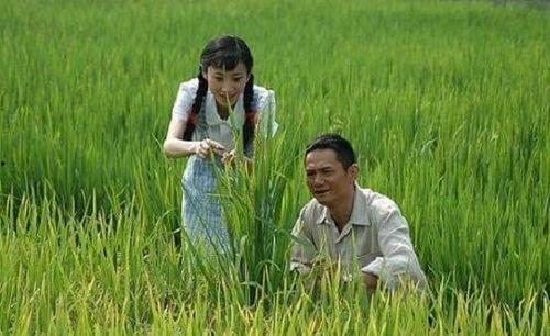 杂交水稻爆料视频完整版,完整版视频深度解析